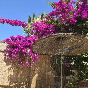 alt_1Bodrum Mazı Taş Ev | Sedef Koyu'nda Kiralık Villa ve Apart Odalar