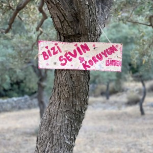 alt_1Bodrum Mazı Taş Ev | Sedef Koyu'nda Kiralık Villa ve Apart Odalar